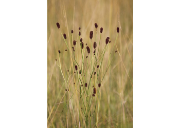 Großer Wiesenknopf (Sanguisorba officinalis) - © Emanuel Trummer